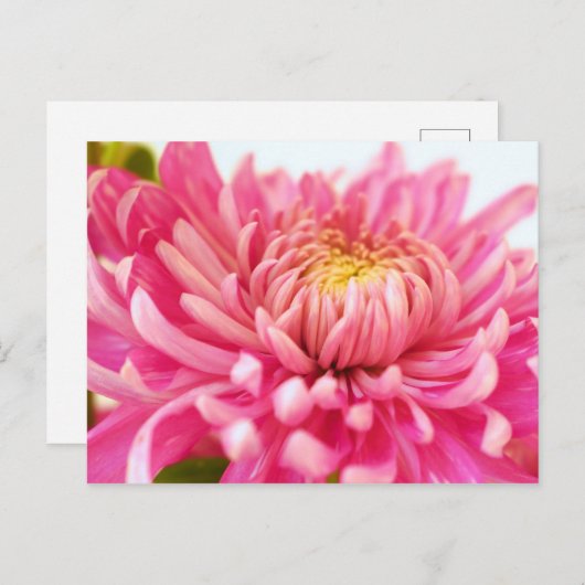 Roze Chrysanthemum Flower Briefkaart (Voorkant / Achterkant)