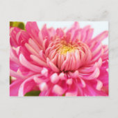 Roze Chrysanthemum Flower Briefkaart (Voorkant)