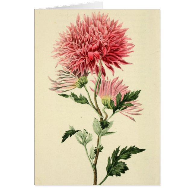  roze chrysanthemum ventilator (Voorkant)