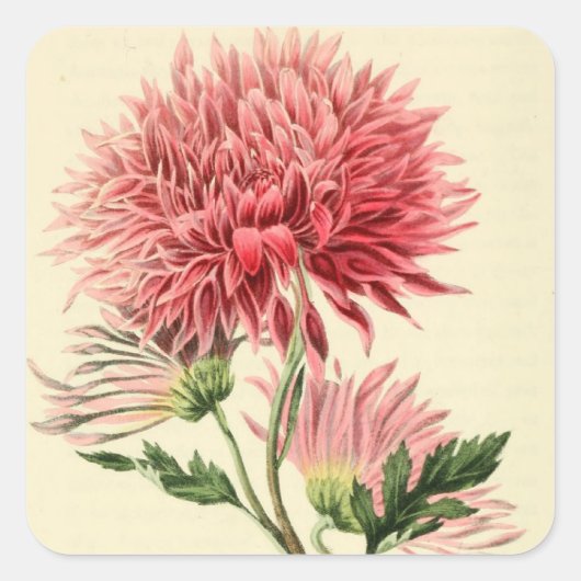  roze chrysanthemum ventilator vierkante sticker (Voorkant)