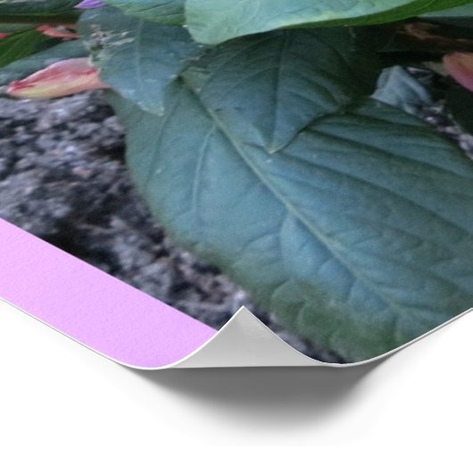 Roze Chrysanthemums (foto) Poster (Hoek)