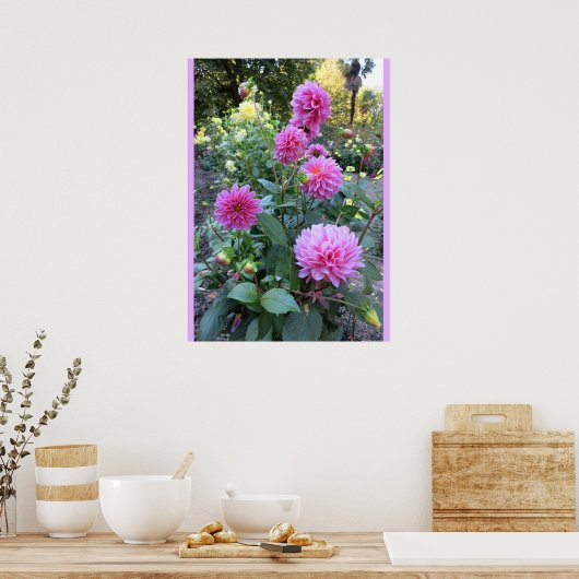 Roze Chrysanthemums (foto) Poster (Keuken)
