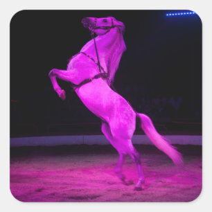 Roze Circus Horse Vierkante Sticker