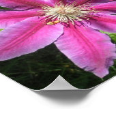  roze Clematis-afdrukken Poster (Hoek)