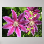  roze Clematis-afdrukken Poster (Voorkant)