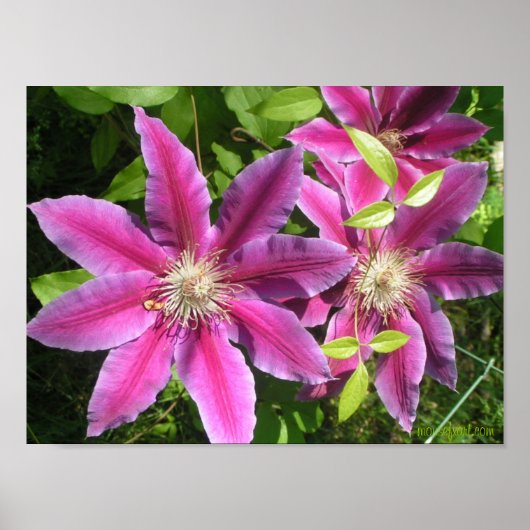  roze Clematis-afdrukken Poster (Voorkant)