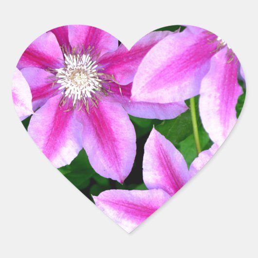 Roze Clematis en wilde Oregano Hart Sticker (Voorkant)
