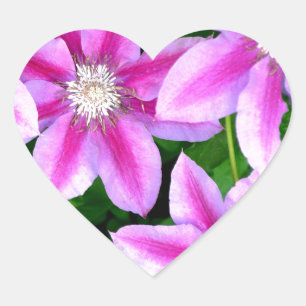 Roze Clematis en wilde Oregano Hart Sticker