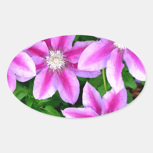 Roze Clematis en wilde Oregano Ovale Sticker (Voorkant)
