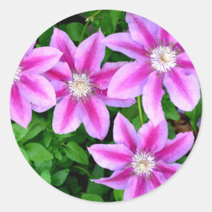 Roze Clematis en wilde Oregano Ronde Sticker