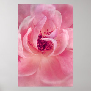 Roze Cloud Garden Roos Bokeh Achtergrond Sjabloon Poster