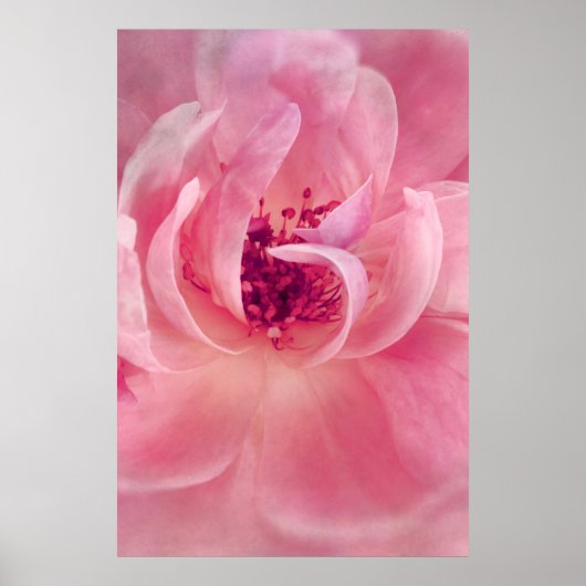 Roze Cloud Garden Roos Bokeh Achtergrond Sjabloon Poster (Voorkant)
