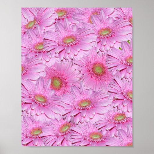 Roze cluster van Gerbera-bloem, Poster (Voorkant)