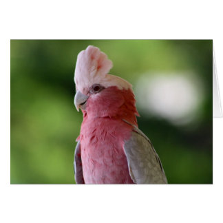 Roze Cockato