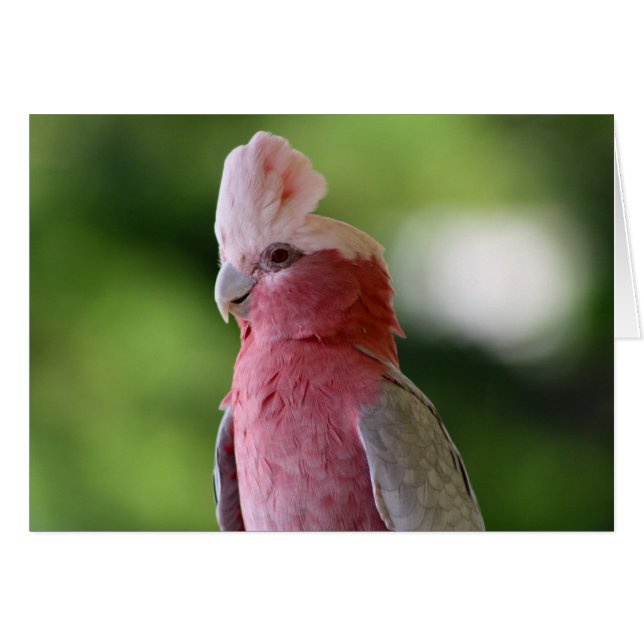 Roze Cockato (Voorkant Horizontaal)