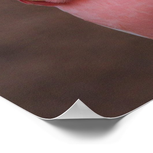 Roze Cockato Poster (Hoek)