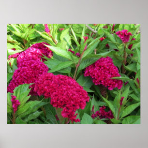 Roze Cockscomb Celosia Flowers Poster