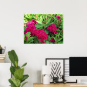 Roze Cockscomb Celosia Flowers Poster (Thuiskantoor)