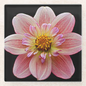 Roze Collarette Dahlia op Black Floral Glazen Onderzetter (Voorkant)