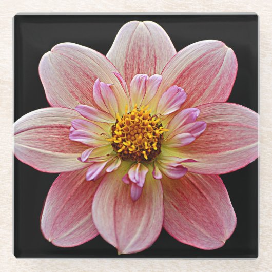 Roze Collarette Dahlia op Black Floral Glazen Onderzetter (Voorkant)