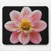 Roze Collarette Dahlia op Black Floral Muismat (Voorkant)