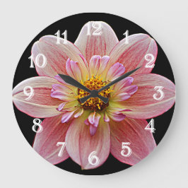 Roze Collarette Dahlia op Zwarte Bloemen Grote Klok