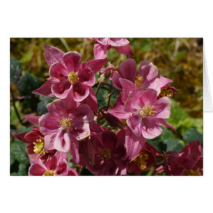 Roze Columbine