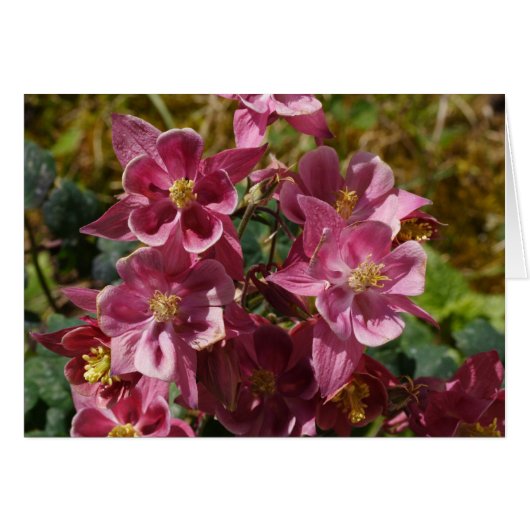Roze Columbine (Voorkant Horizontaal)