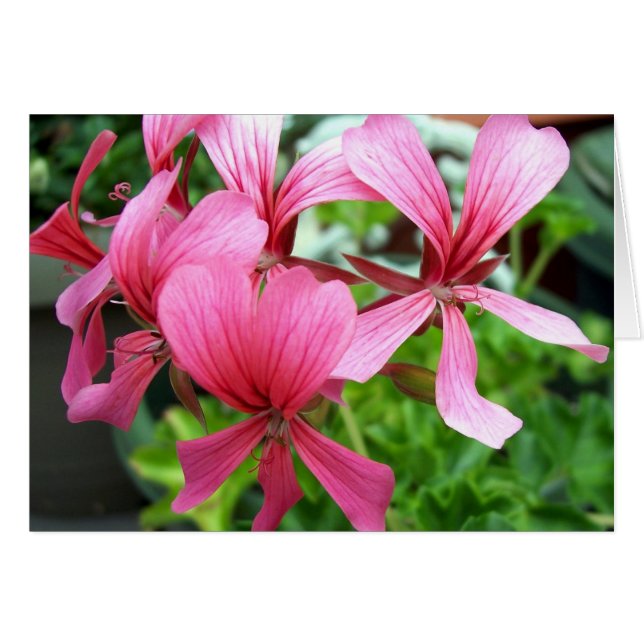 Roze Columbine (Voorkant Horizontaal)