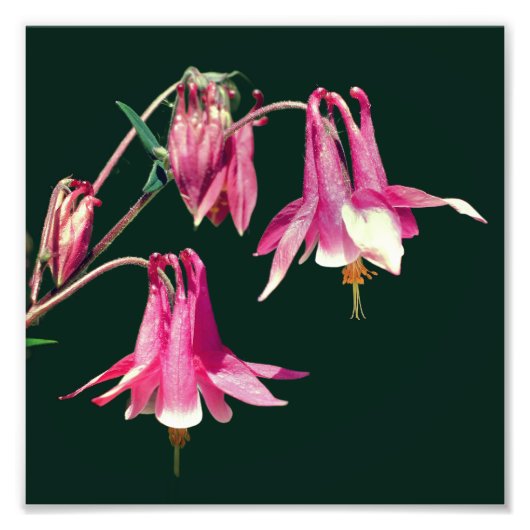 Roze Columbine Bloemen Close-up 8x8 Foto Afdruk (Voorkant)