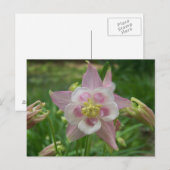 Roze Columbine Briefkaart (Voorkant / Achterkant)