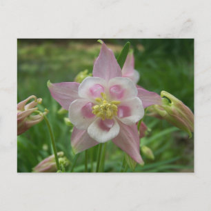 Roze Columbine Briefkaart