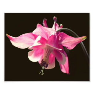 Roze Columbine Flower Close Up 8x10 Foto Afdruk