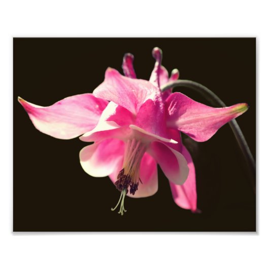 Roze Columbine Flower Close Up 8x10 Foto Afdruk (Voorkant)