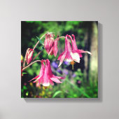 Roze Columbine Flowers Close Up Canvas Afdruk (Voorkant)