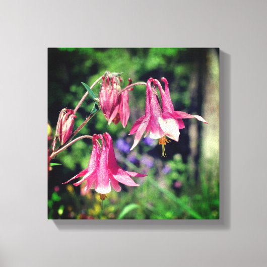 Roze Columbine Flowers Close Up Canvas Afdruk (Voorkant)