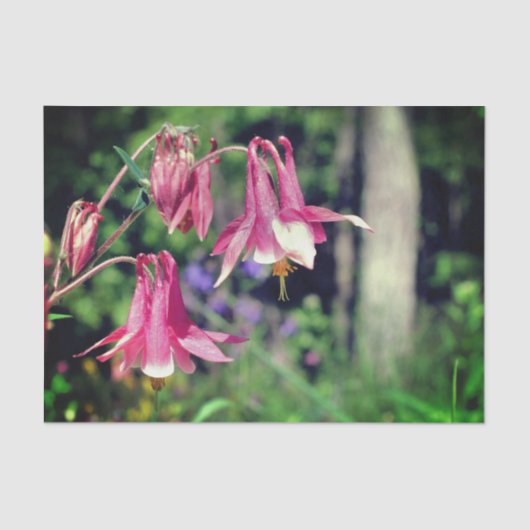 Roze Columbine Flowers Close Up Decoupage Tissuepapier (Voorkant)