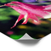 Roze Columbine Flowers Close Up Poster (Hoek)