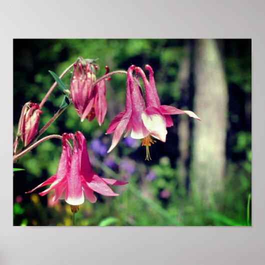 Roze Columbine Flowers Close Up Poster (Voorkant)