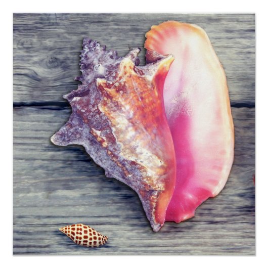 Roze conch Junonia Seashell Fotografie Perfect Poster (Voorkant)