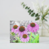  roze coneflower briefkaart (Staand voorkant)