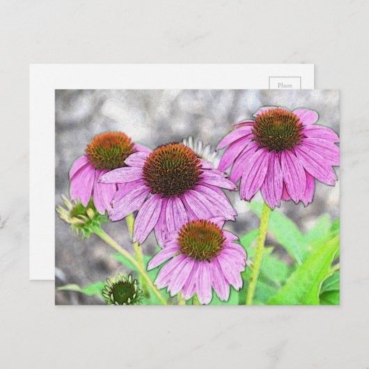  roze coneflower briefkaart (Voorkant / Achterkant)