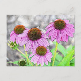  roze coneflower briefkaart