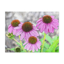  roze coneflower