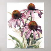 Roze Coneflower Flowers Art Print Poster (Voorkant)