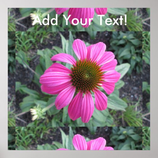 roze coneflower poster (Voorkant)