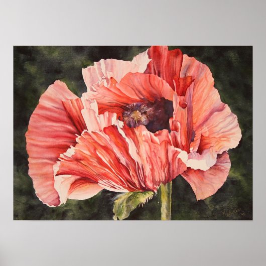 Roze corn Poppy Botanische Poster Canvas Afdrukken (Voorkant)