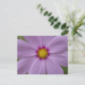 Roze Cosmea Close-up DIY Briefkaart (Staand voorkant)