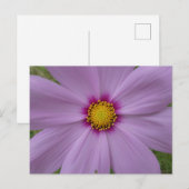 Roze Cosmea Close-up DIY Briefkaart (Voorkant / Achterkant)