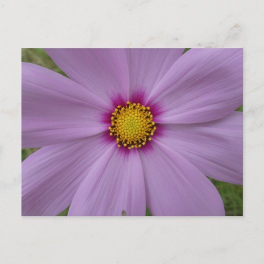 Roze Cosmea Close-up DIY Briefkaart (Voorkant)